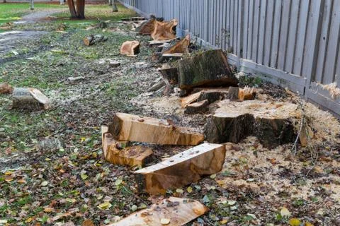 Cuted fallen spruce Stock Photos