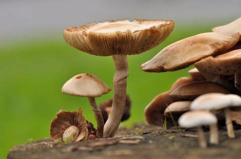 Cuted tree trunk with a small bunch of mushrooms Stock Photos