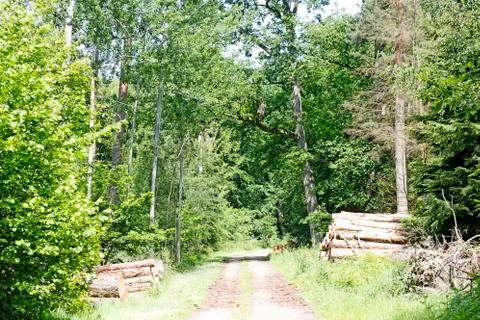 Cuted trees on wild forest background 50,6 Megapixels 6480 with 4320 Pixels 스톡 사진
