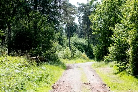 Cuted trees on wild forest background 50,6 Megapixels 6480 with 4320 Pixels 写真素材
