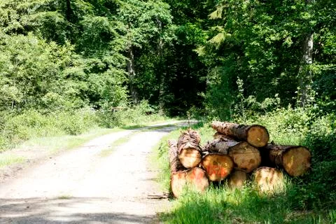 Cuted trees on wild forest background 50,6 Megapixels 6480 with 4320 Pixels 스톡 사진