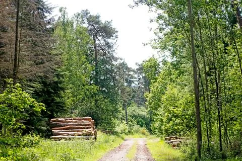 Cuted trees on wild forest background 50,6 Megapixels 6480 with 4320 Pixels 스톡 사진