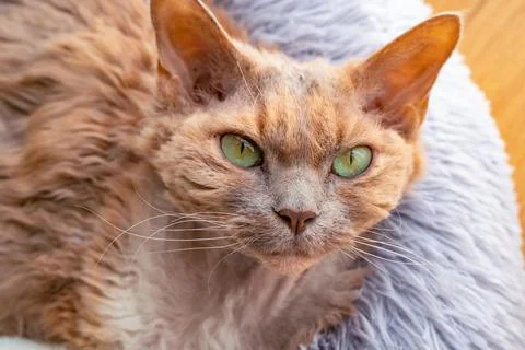 Cute,fluffy, brown, Devon Rex cat with green eyes  Stock Photos