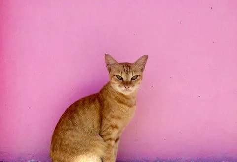 Cute,Kitty,Cat,With,Pink,Background Stock Photos