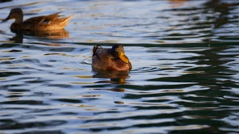 CuteMallardDuck 動画素材 95870434