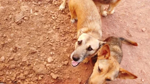 The cuteness of many stray dogs Vídeo Stock 159949802
