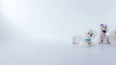 Cuteness in the studio Stock Footage 83773565