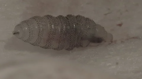 Cuterebra Larvae from Rabbit #1 Stock Footage 41509851