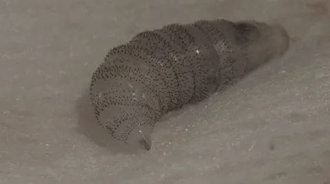 Cuterebra larvae from Rabbit #2 Stock Footage