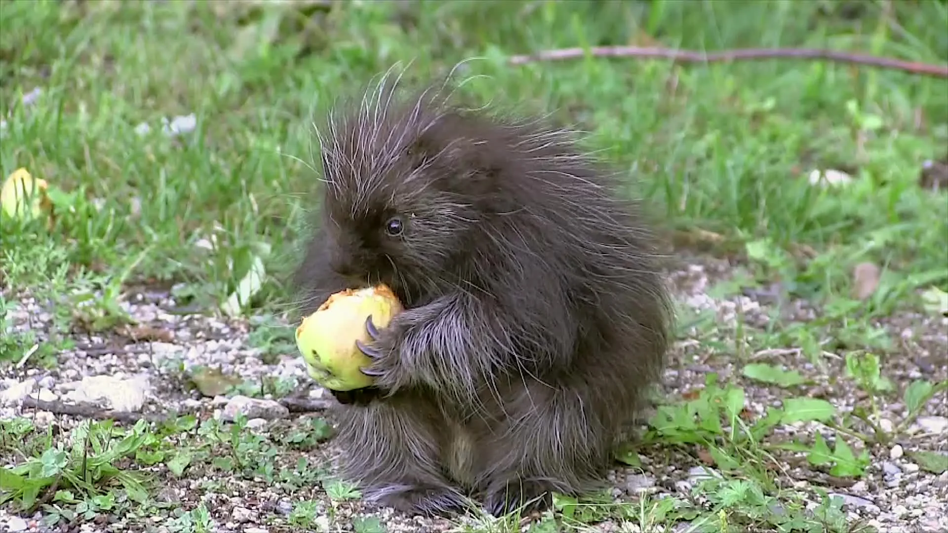 porcupines eating
