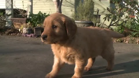 CUTEST GOLDEN RETRIEVER PUPPY ON THE RUN STOCK VIDEO FOOTAGE HD 1080 Stock Footage