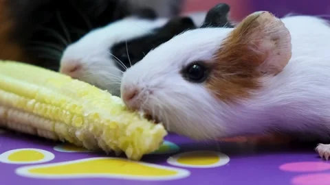 The Cutest Guinea pigs Corn eating Champions, Guinea Pigs Enjoying Fresh Corn, Stock Footage 343822824