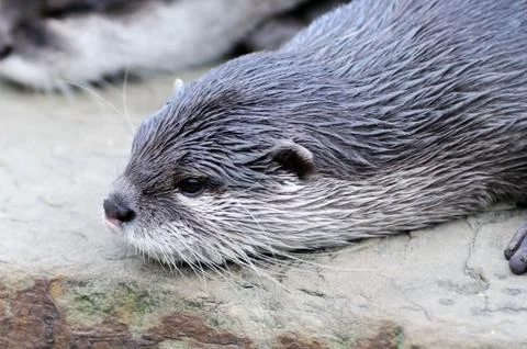 Cutest otter Stock Photos