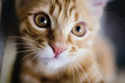 The Cutest Stock Photos