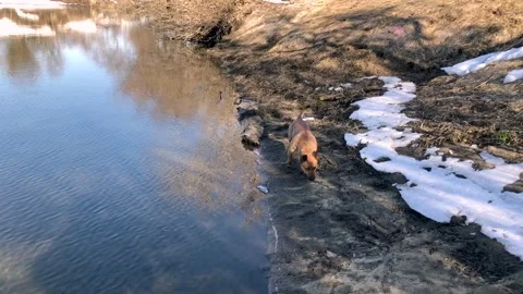The cutest red three-legged dog without a hind leg cheerfully explores nature 스톡 동영상 172300677