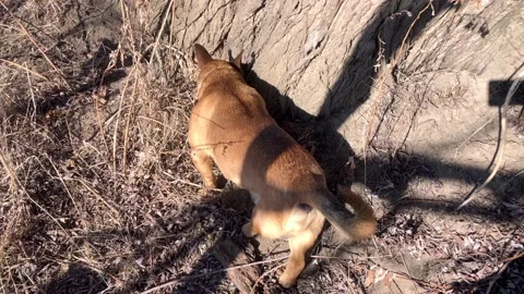 The cutest red three-legged dog without a hind leg cheerfully explores nature 스톡 동영상 172300708