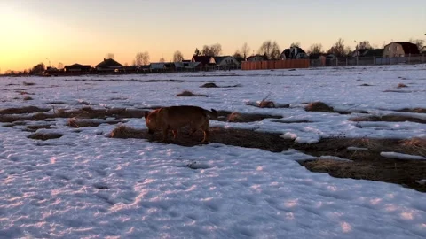 The cutest red three-legged dog without a hind leg walks merrily in a snowy 스톡 동영상 172300742