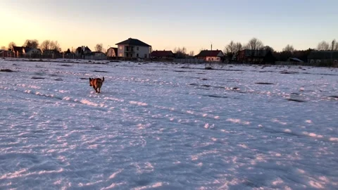 The cutest red three-legged dog without a hind leg walks merrily in a snowy 스톡 동영상 172300775