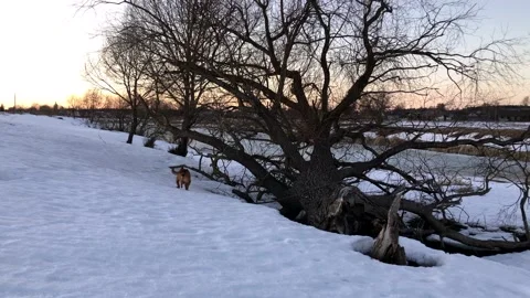 The cutest red three-legged dog without a hind leg cheerfully explores nature 스톡 동영상 172300822