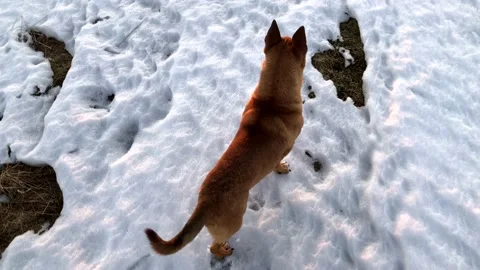 The cutest red three-legged dog without a hind leg walks merrily in a snowy 스톡 동영상 172300903