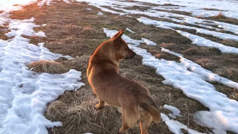 The cutest red three-legged dog without a hind leg walks merrily in a snowy 스톡 동영상 172300959