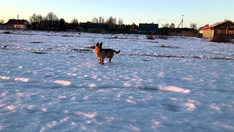 The cutest red three-legged dog without a hind leg walks merrily in a snowy 스톡 동영상 172301017