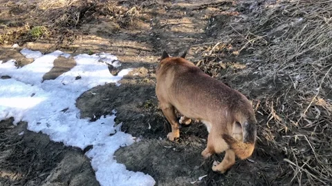 The cutest red three-legged dog without a hind leg cheerfully explores nature 스톡 동영상 172301076