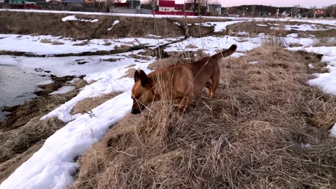 The cutest red three-legged dog without a hind leg cheerfully explores nature 스톡 동영상 172301148