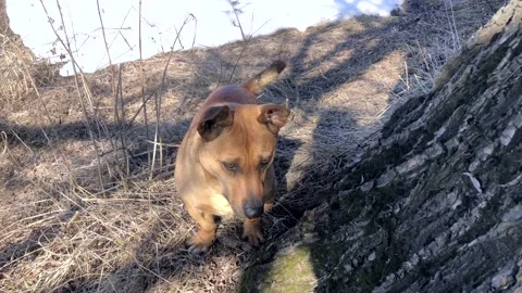 The cutest red three-legged dog without a hind leg cheerfully explores nature 스톡 동영상 172301183