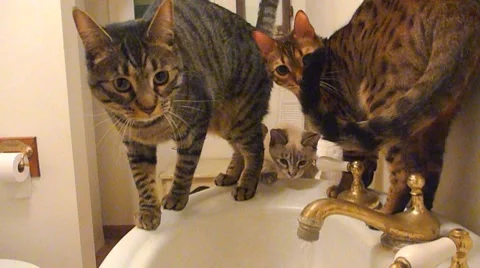 Cutest Thirsty Cats Stock Footage 8439028