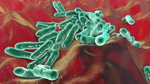Cutibacterium acnes bacteria, formely Propionibacterium acnes Stock Footage 154853560