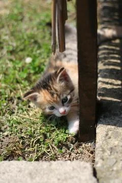 Cutie cat Stock Photos