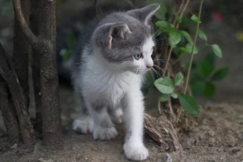 Cutie cat Stock Photos