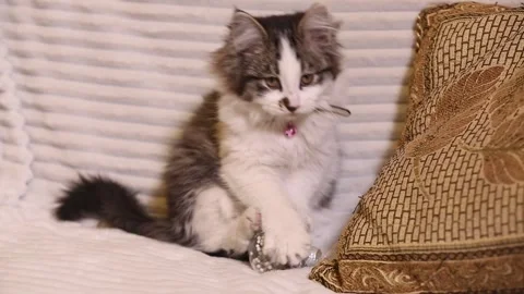 The cutie cat is playing 1 库存影片 330495687