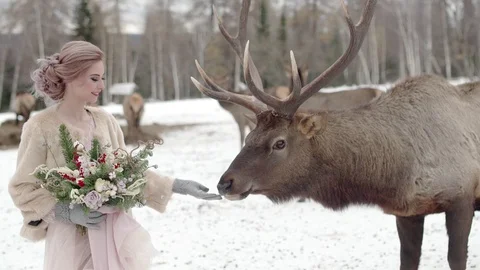 Cutie deer in forest Stock Footage 70287641