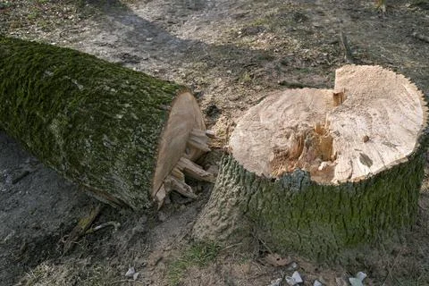 Cuting down oak tree in the forest. Stock Photos