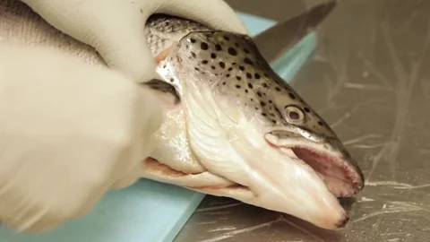 Cuting a fish head Stock Footage 75276251