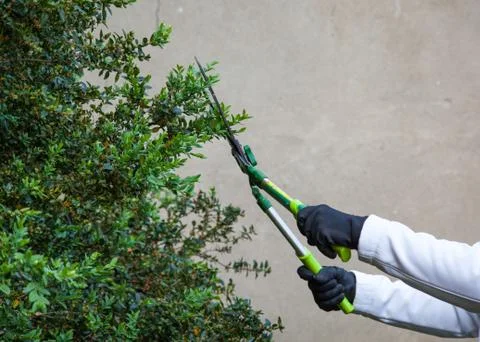 Cuting hedges using gardening shears Stock Photos