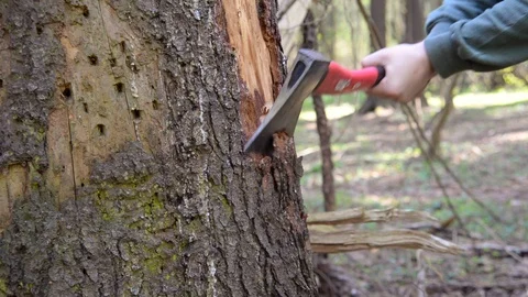 Cuting a old tree Stock-Footage 89492106