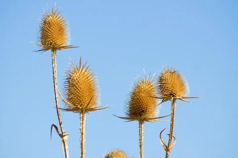 Cutleaf teasel seeds closeup view with blue sky background Foto stock