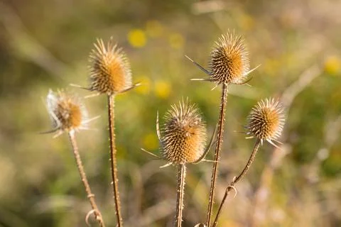 Cutleaf teasel seeds closeup view with warm green blurred background Foto stock