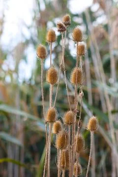 Cutleaf teasel seeds closeup view wit blurred plants and sky behind Stock Photos