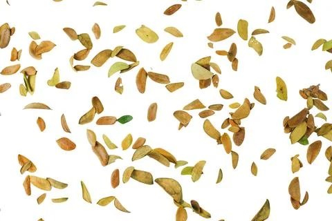 A cutout of a dried leaf with clipping paths, symbolizing change, the passa.. Stock Photos