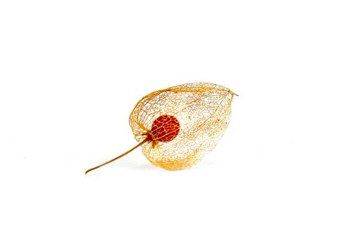 Cutout of the a dry physalis lantern fruit with the typical orange network st Stock Photos