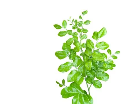 Cutout of a fig tree leaf with clipping paths on white background. Ideal fo.. Stock Photos