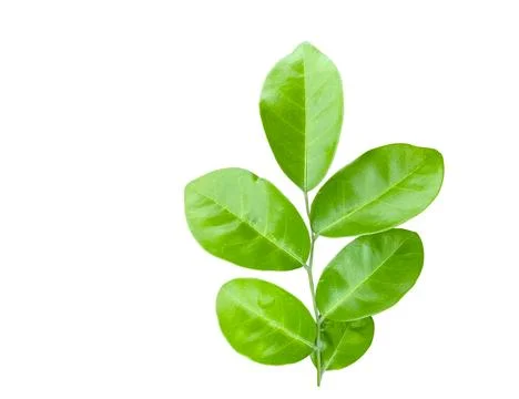 Cutout of a fig tree leaf with clipping paths on white background. Ideal fo.. Stock Photos