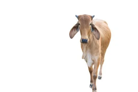 Cutout image of cow with precise clipping paths, set against white background Stock Photos