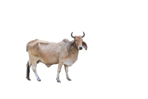 Cutout image of cow with precise clipping paths, set against white background Stock Photos