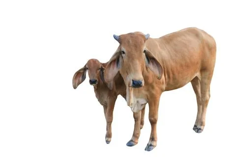 Cutout image of cow with precise clipping paths, set against white background Stock Photos