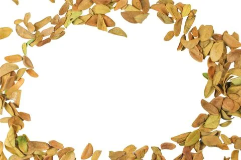 Cutout of leaf texture background with copy space and clipping paths on whi.. Stock Photos